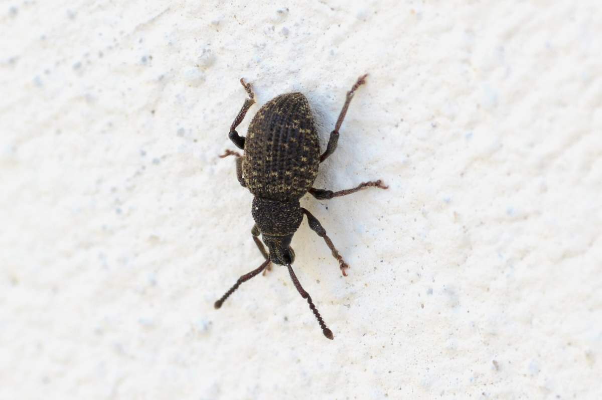 Coleottero (spero) da id: Otiorhynchus globus