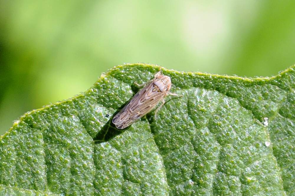 Psammotettix sp.