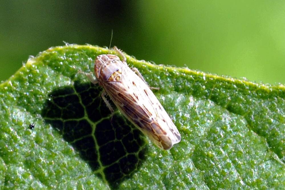 Psammotettix sp.