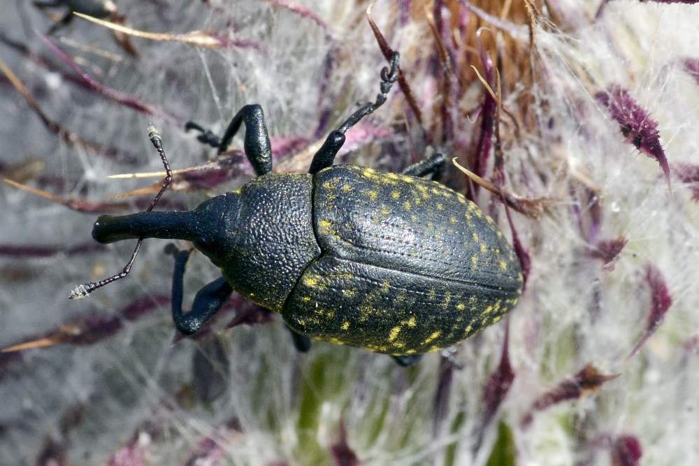 Larinus da ID