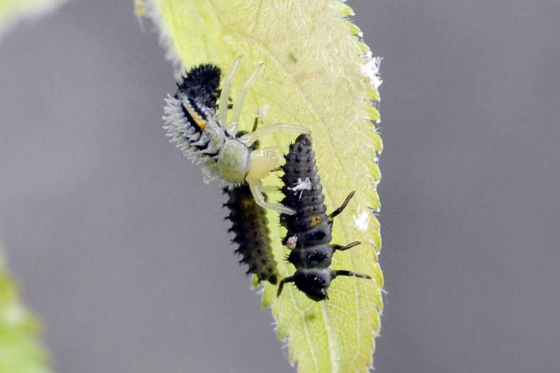 Larve da ID - Harmonia axyridis