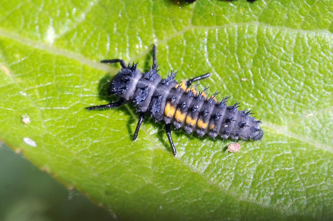 Larve da ID - Harmonia axyridis