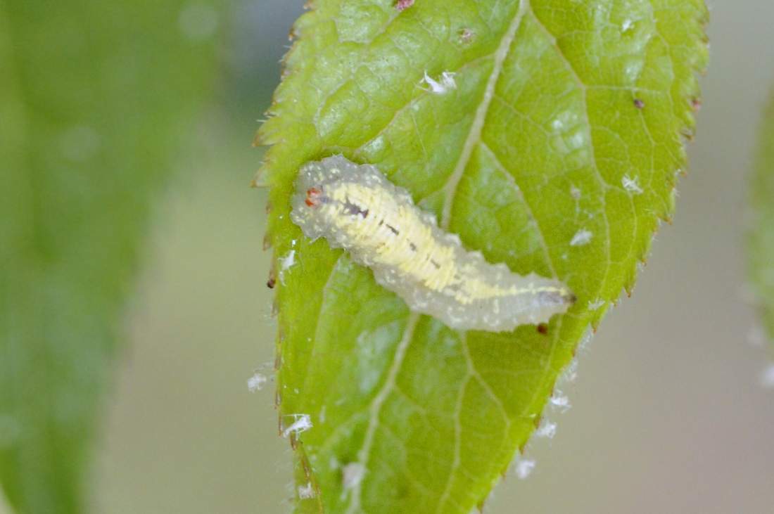 Larve di Syrphus da ID