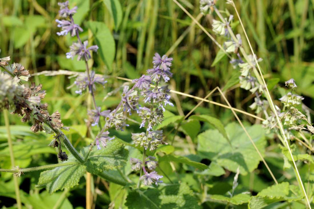 Salvia verticillata / Salvia spuria
