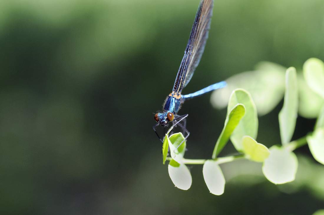 Libellula da ID