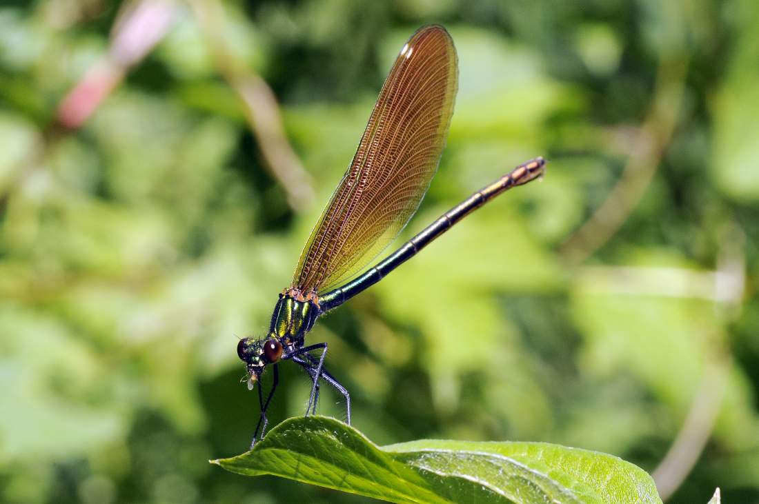 Libellula da ID