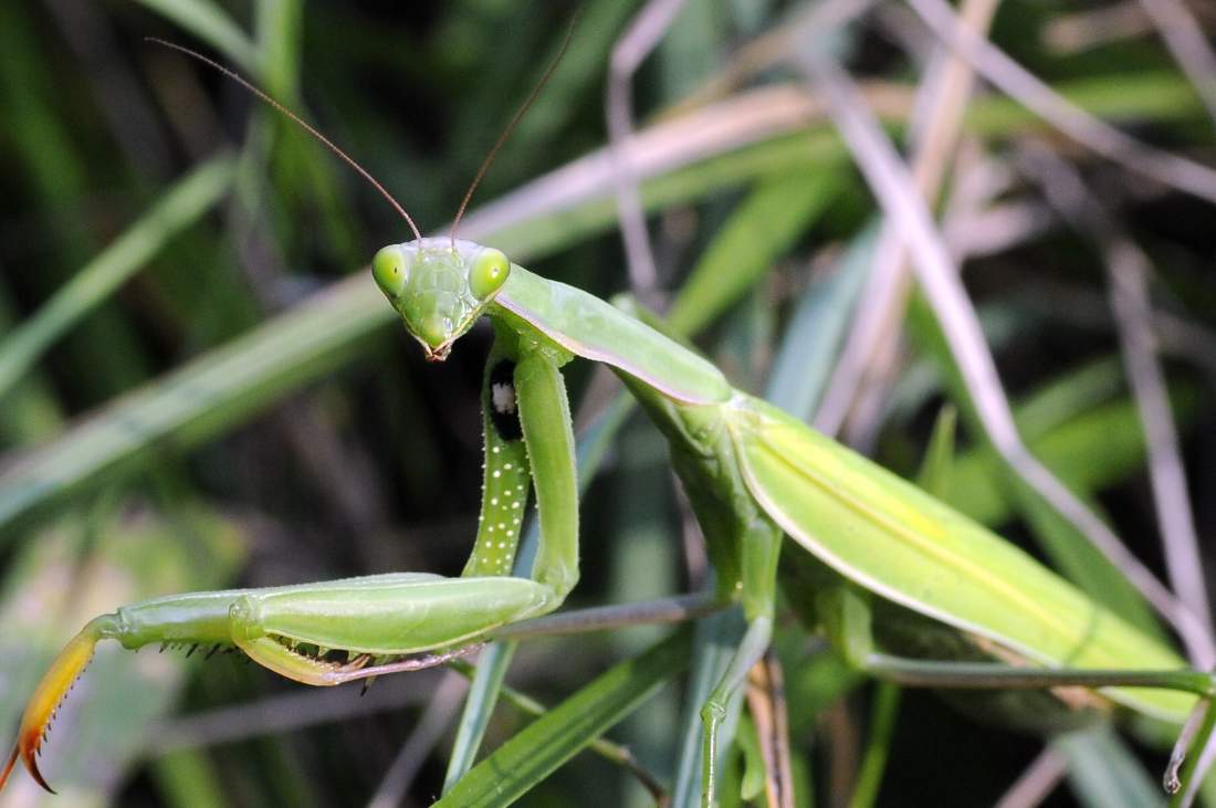 Mantide religiosa