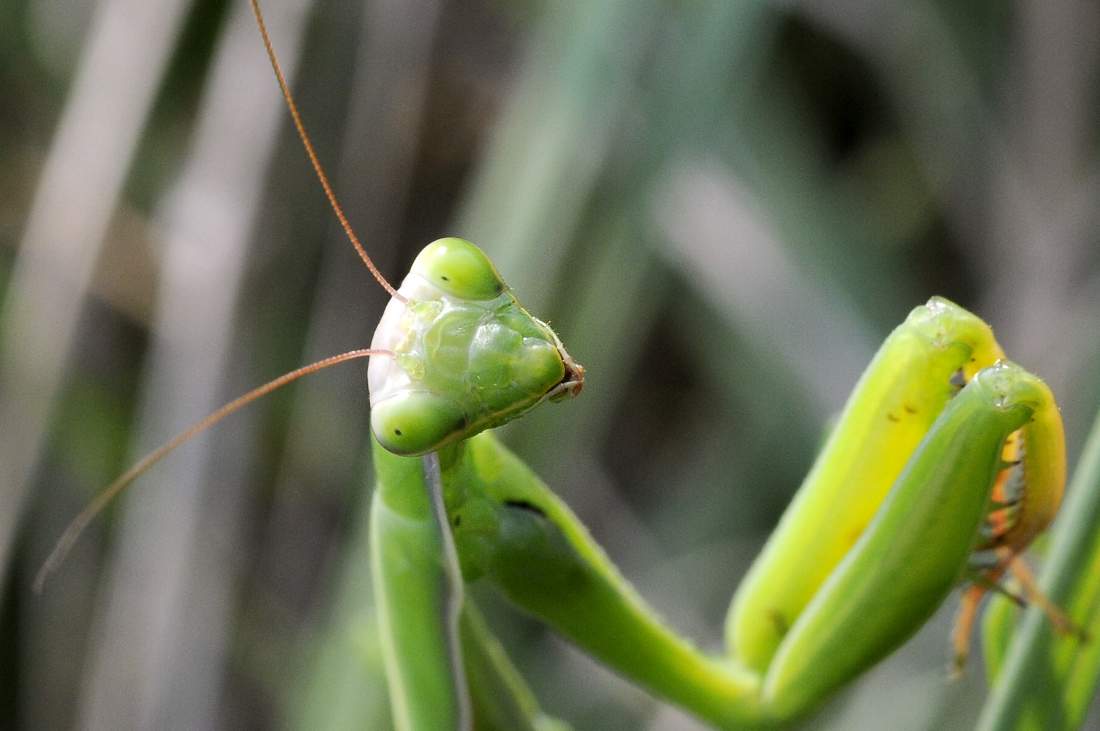 Mantide religiosa