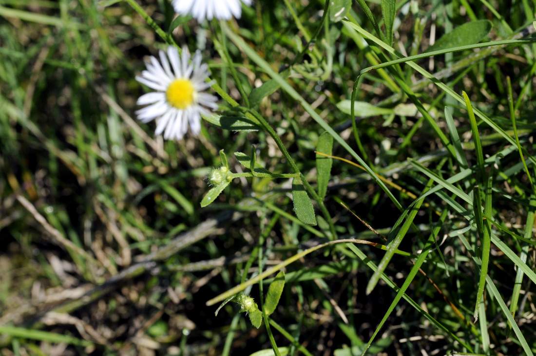 Erigeron annuus