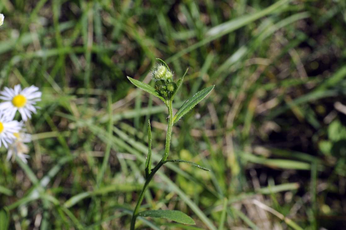 Erigeron annuus