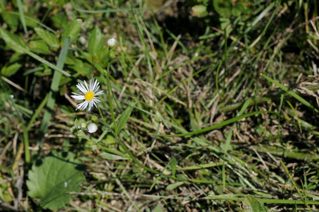 Erigeron annuus