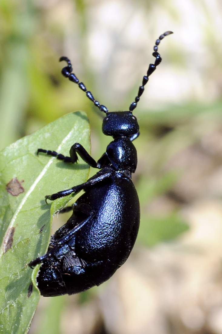 Meloe violaceus da confermare