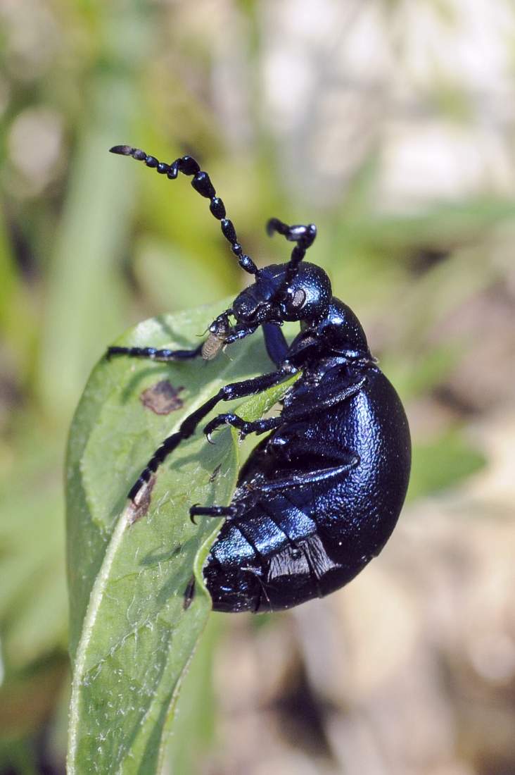 Meloe violaceus da confermare