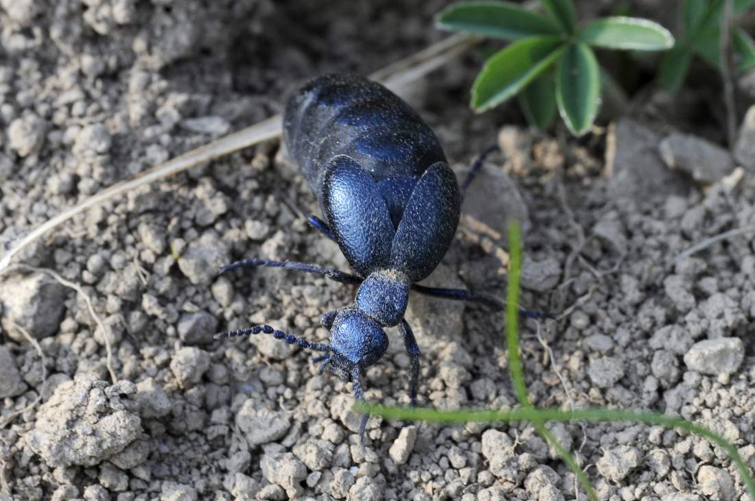 Meloe violaceus