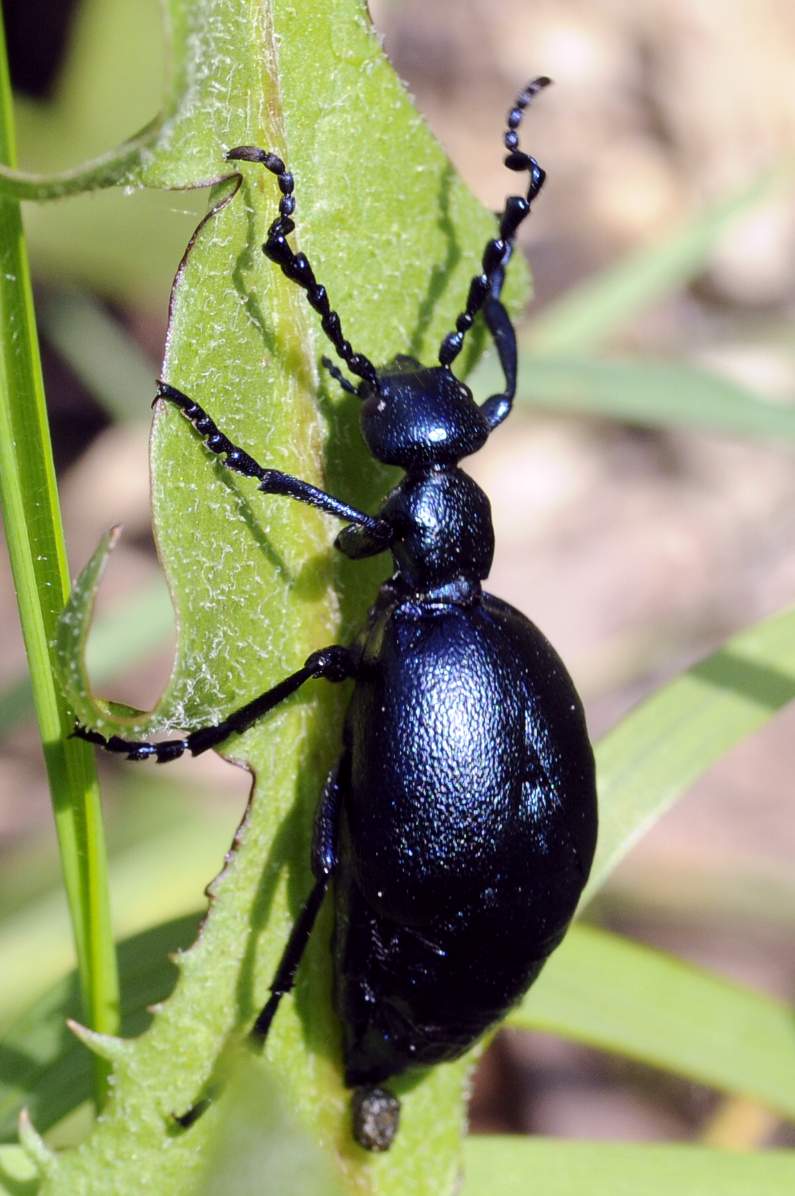 Meloe violaceus da confermare
