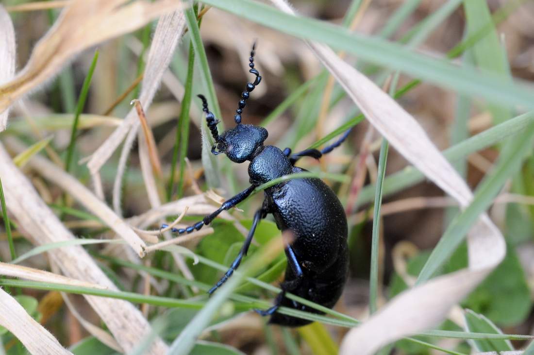 Meloe violaceus