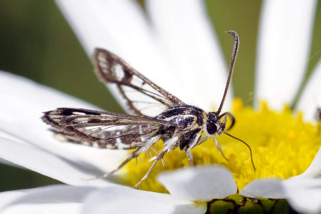 Mosca da ID credo