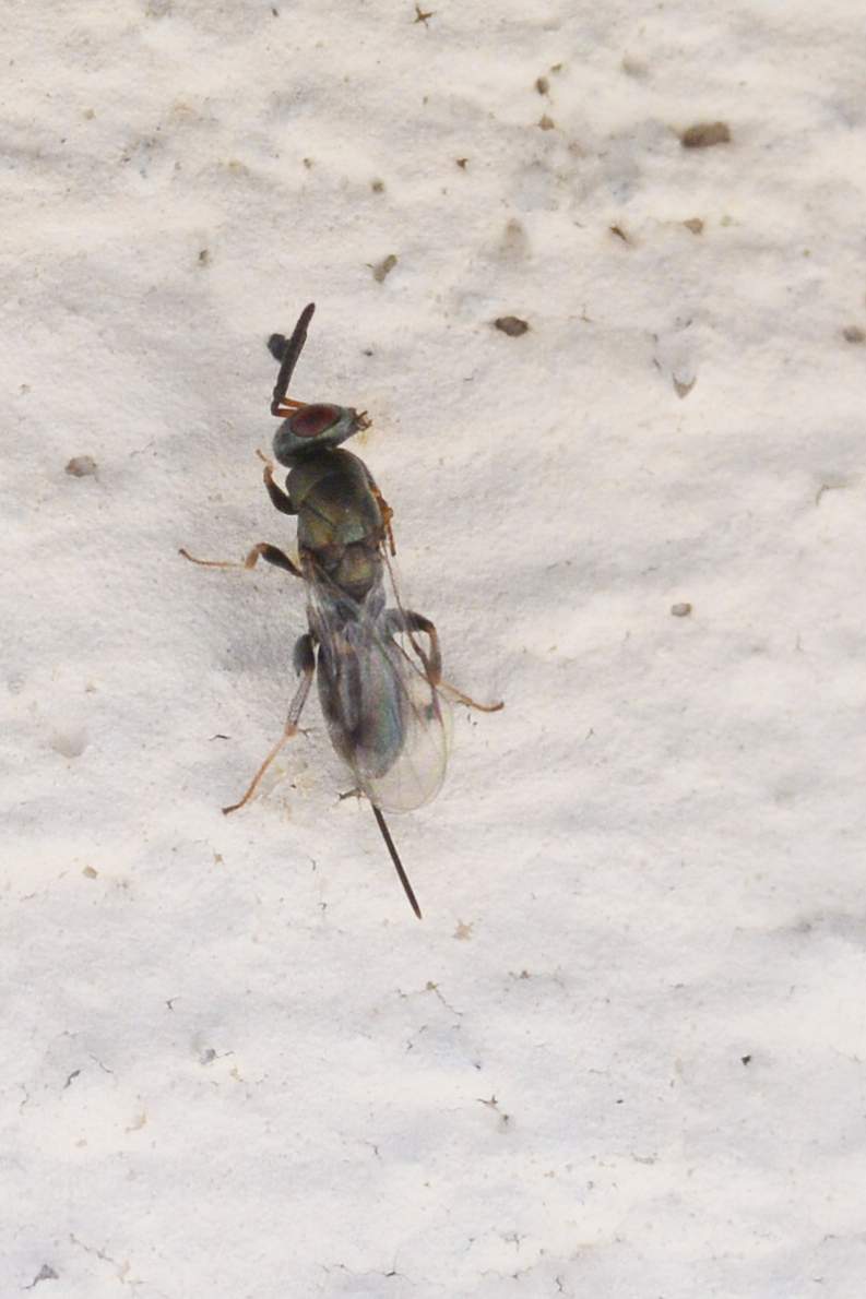 Imenottero da ID