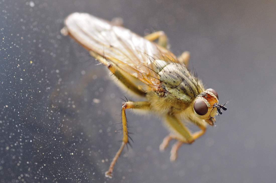 Mosca da ID