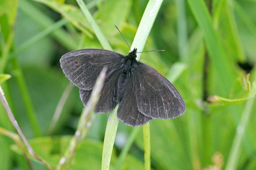 Erebia forse pluto da ID