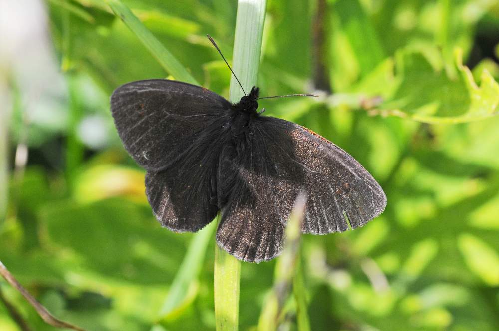 Erebia forse pluto da ID