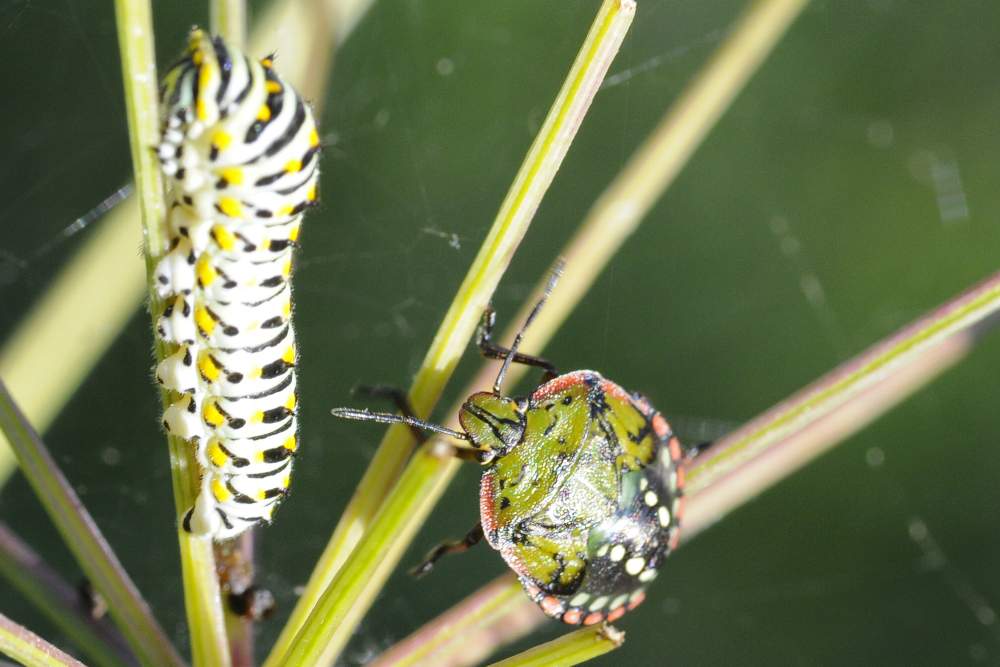 Pentatomidae: Ninfa di Nezara viridula del Veneto (TV)