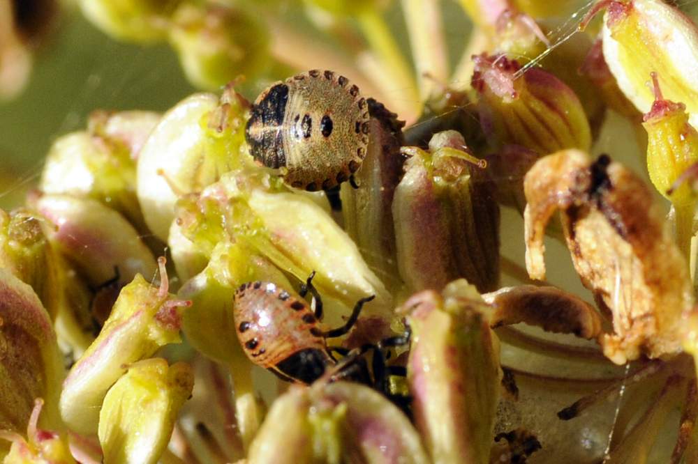Pentatomidae: ninfe di Graphosoma lineatum italicum (TV)