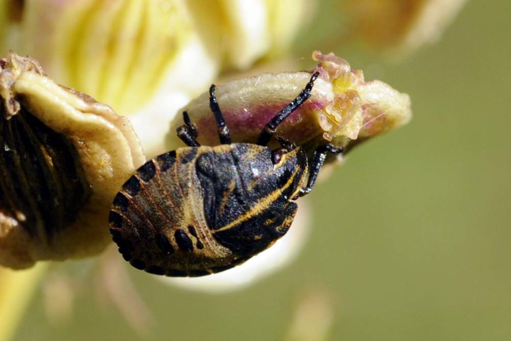 Pentatomidae: ninfe di Graphosoma lineatum italicum (TV)