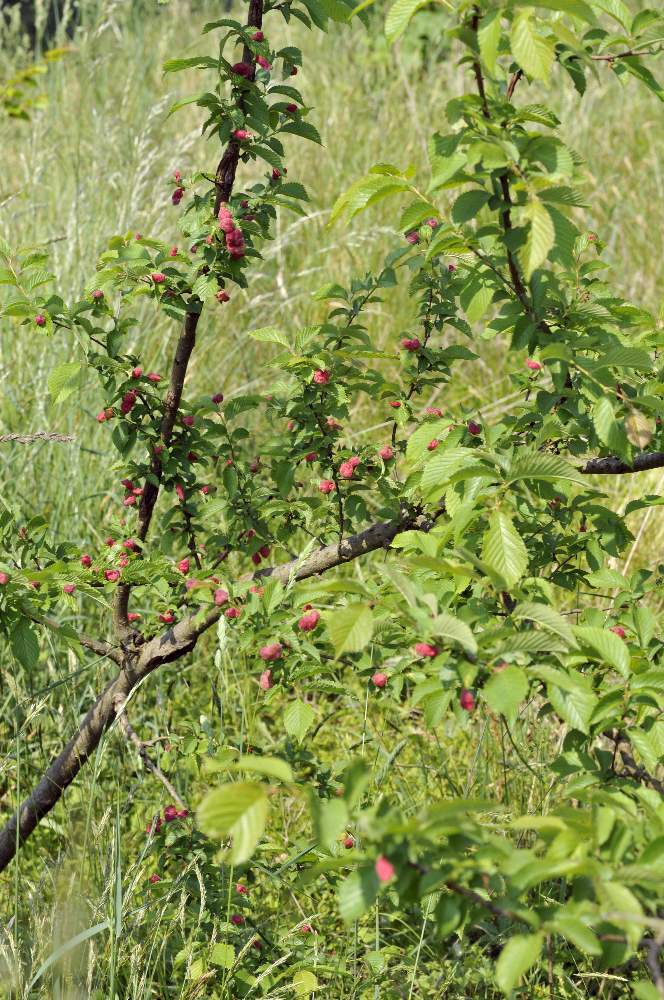 Parassita su arbusto: Eriosoma sp. su Ulmus sp.