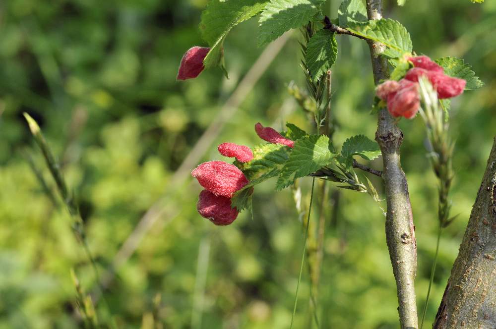 Parassita su arbusto: Eriosoma sp. su Ulmus sp.