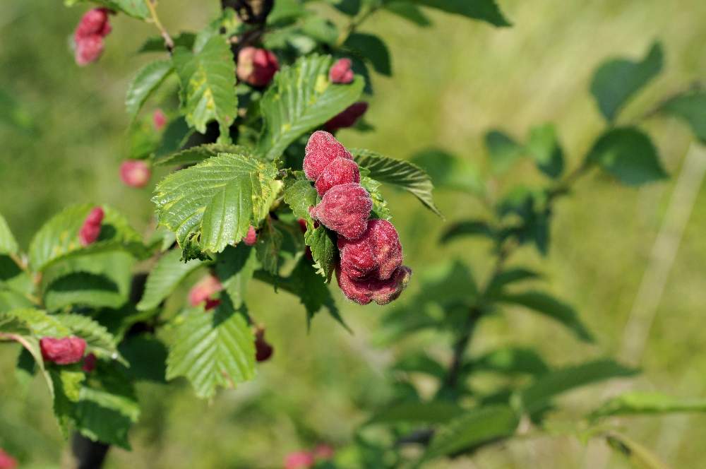 Parassita su arbusto: Eriosoma sp. su Ulmus sp.