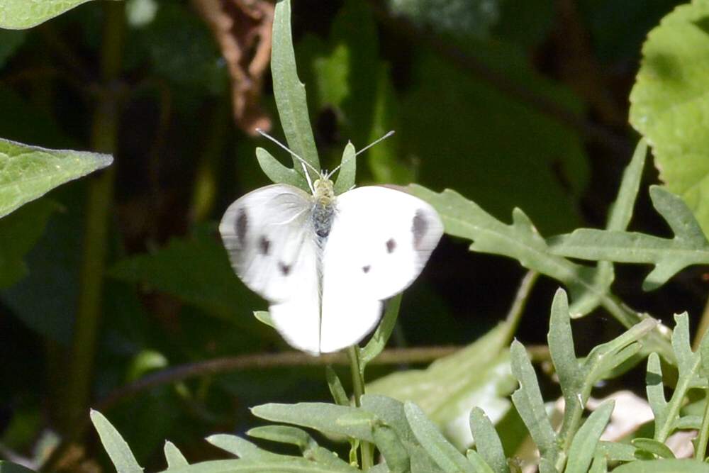 pieris mannii o rapae, dilemma
