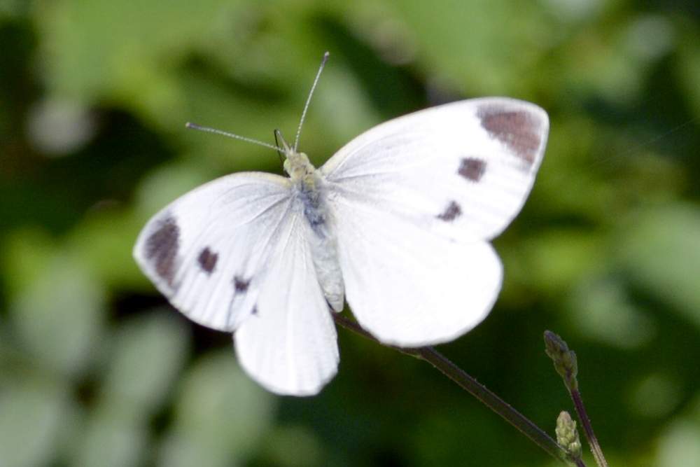 pieris mannii o rapae, dilemma