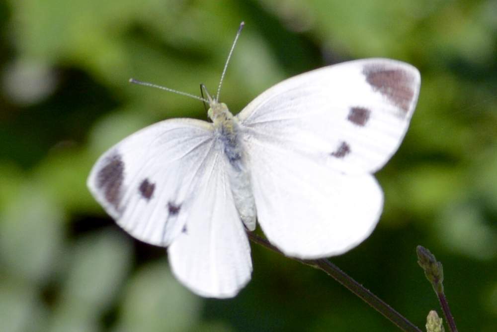 pieris mannii o rapae, dilemma