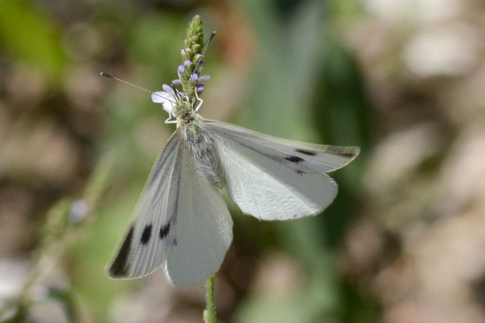 pieris mannii o rapae, dilemma
