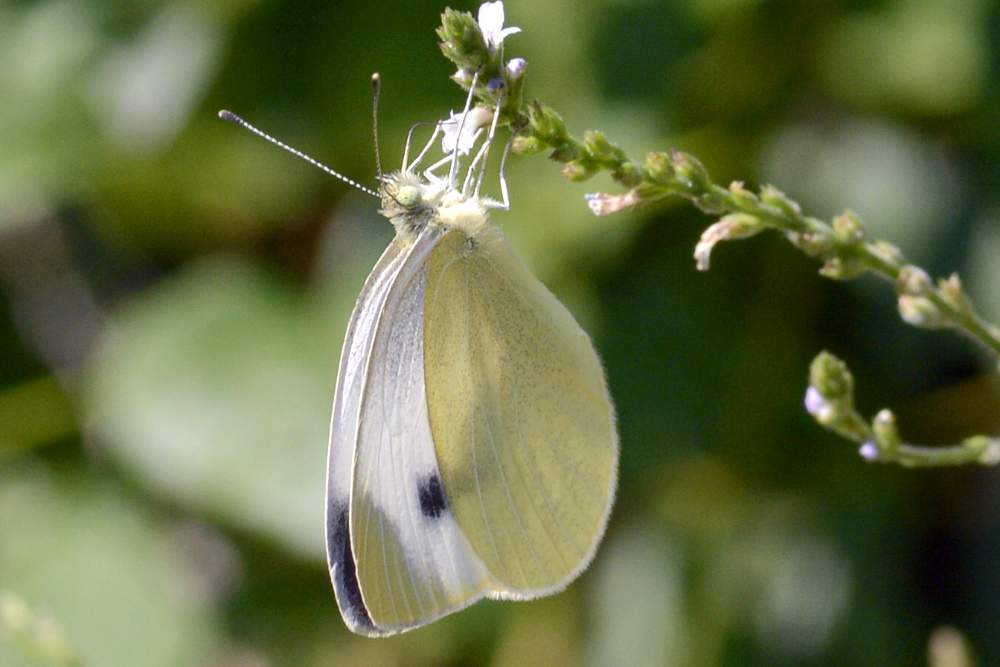 pieris mannii o rapae, dilemma