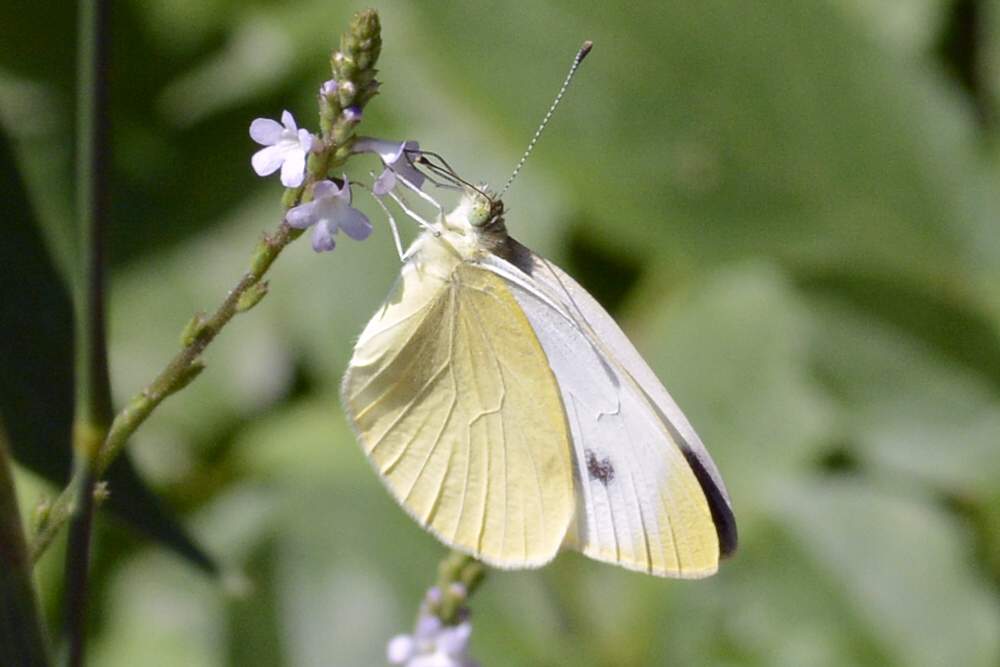 pieris mannii o rapae, dilemma
