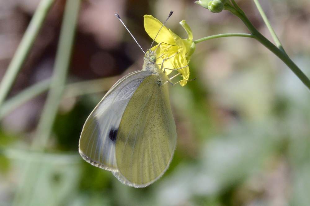 pieris mannii o rapae, dilemma