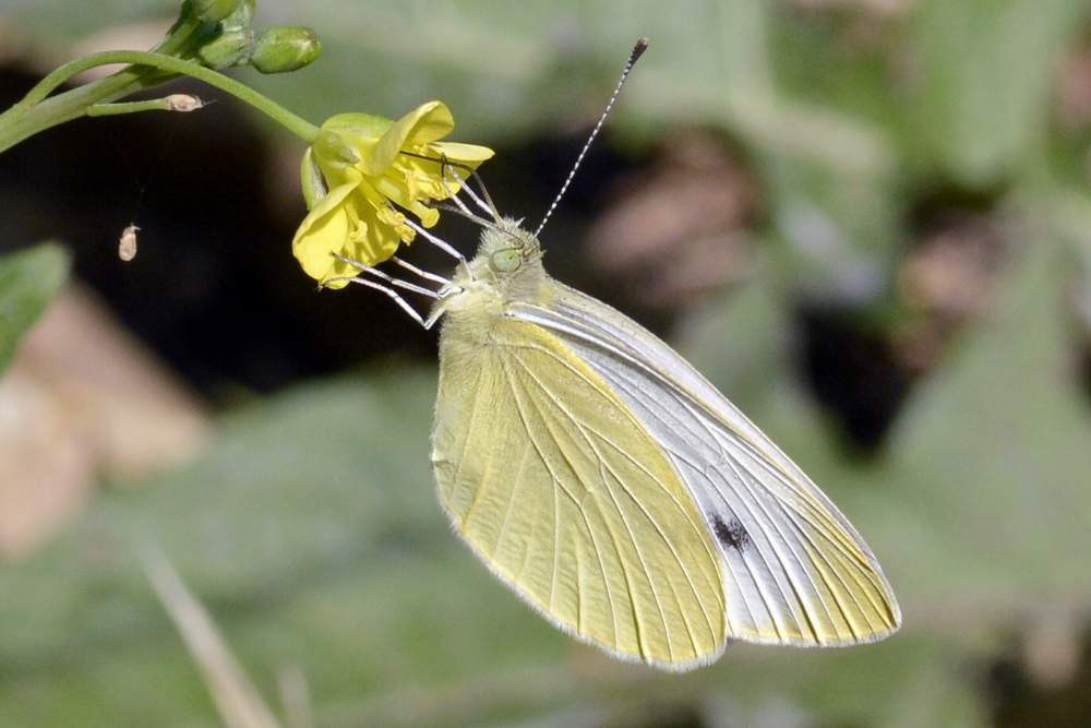 pieris mannii o rapae, dilemma