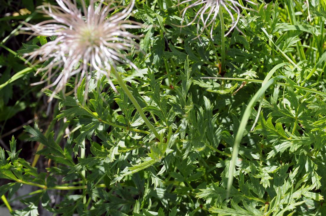 Pulsatilla alpina