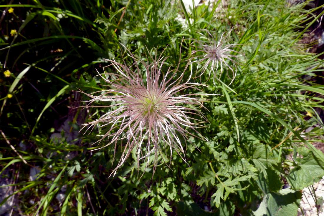 Pulsatilla alpina