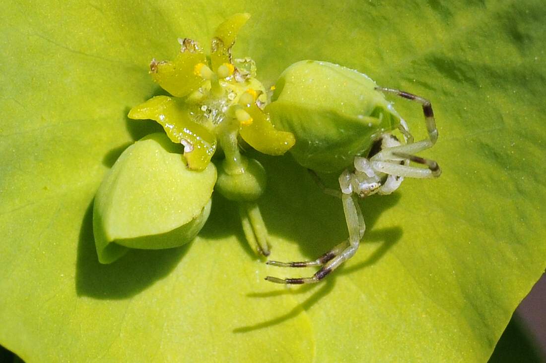 Maschio subadulto di Misumena vatia - Monfenera (TV)