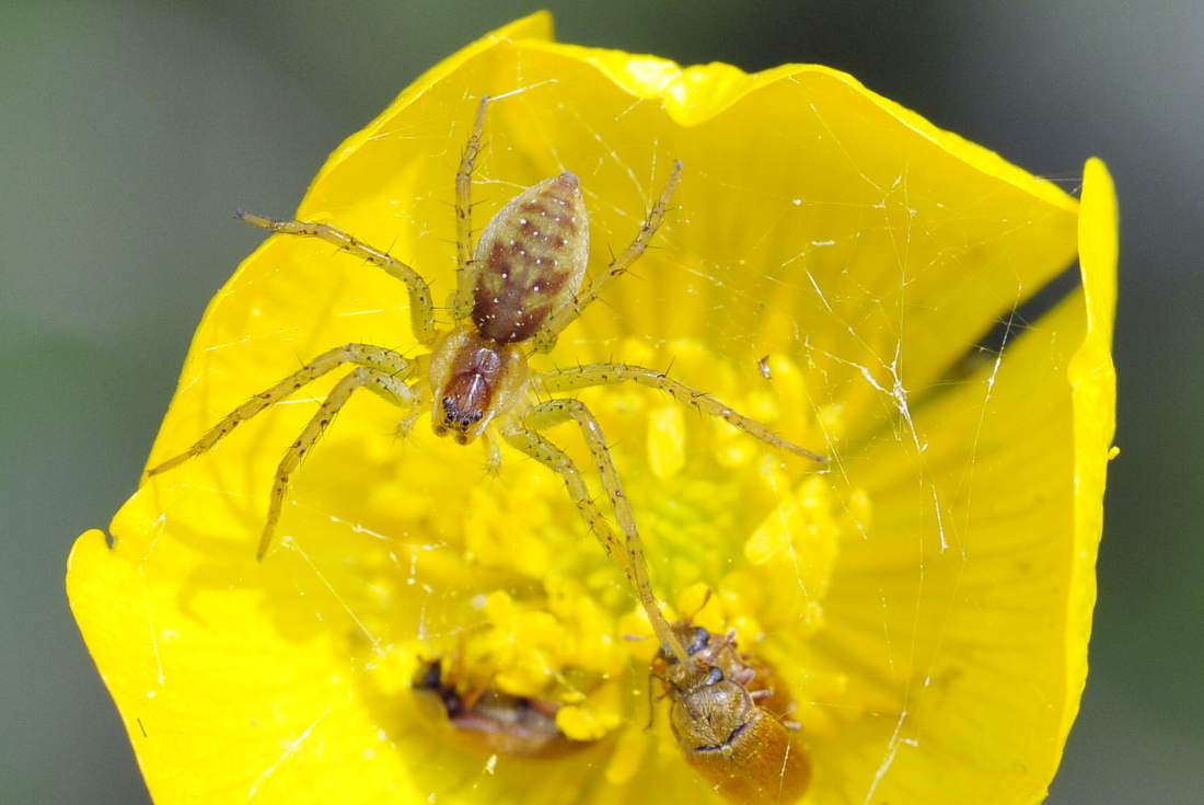 Dolomedes sp.