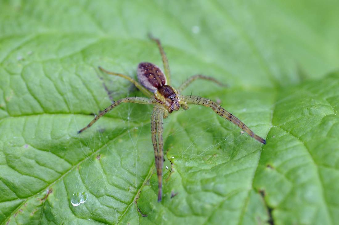 Dolomedes sp.