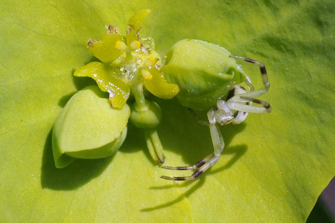 Maschio subadulto di Misumena vatia - Monfenera (TV)