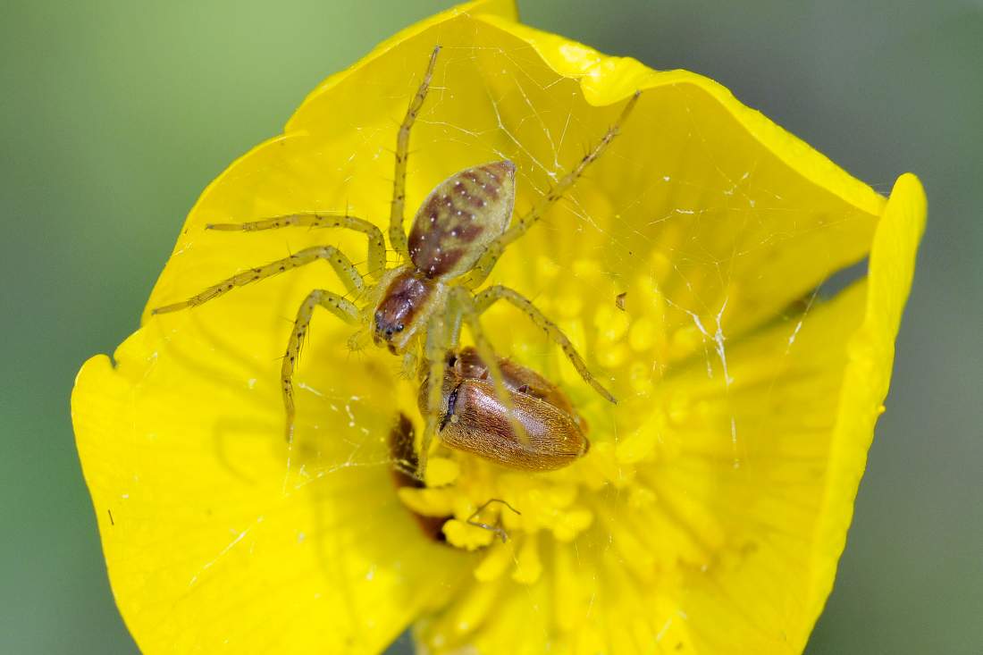 Dolomedes sp.
