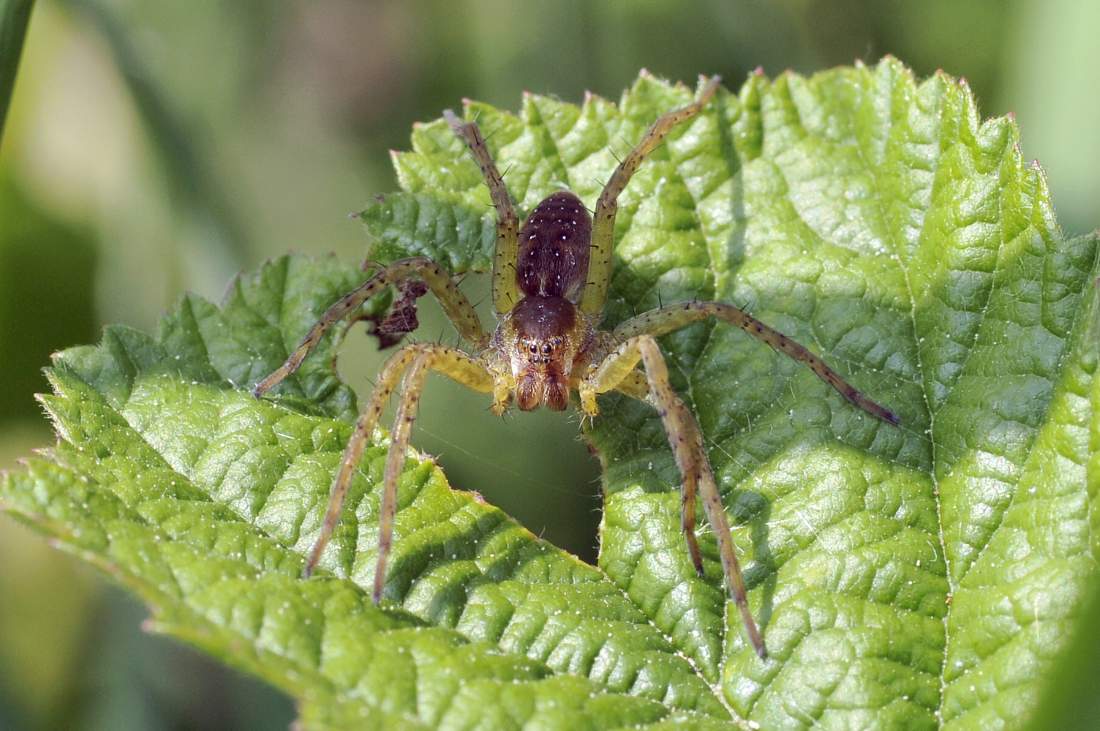 Dolomedes sp.