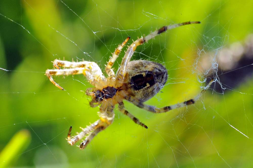 Araneus diadematus