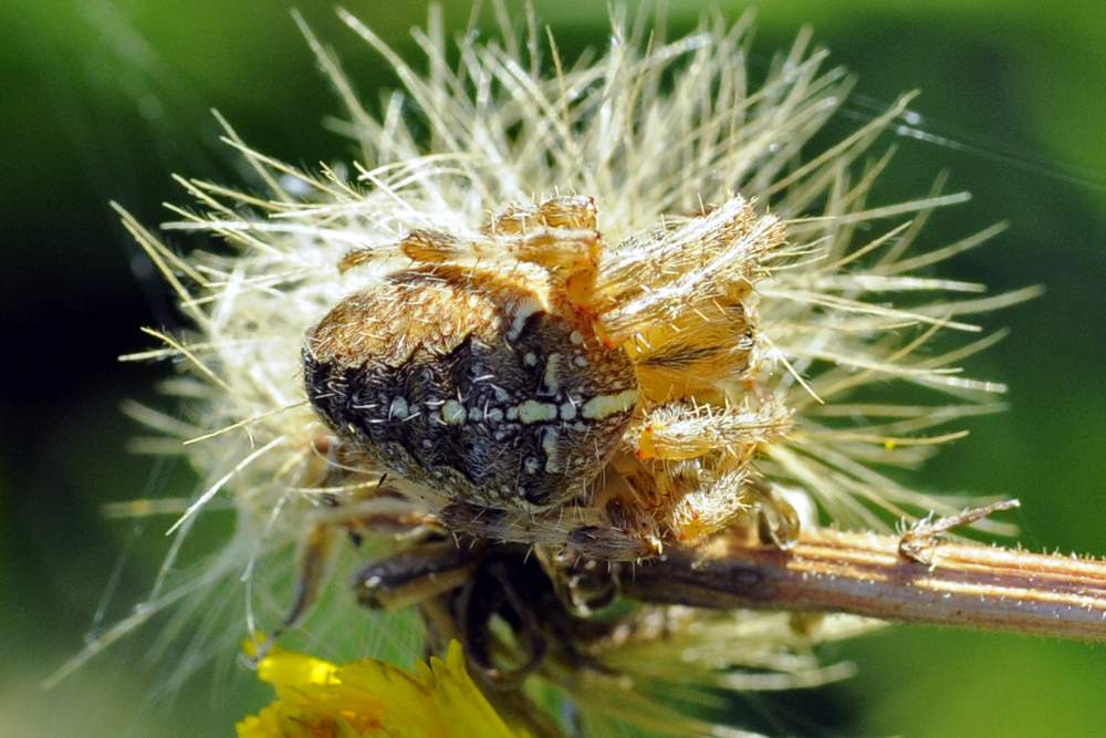 Araneus diadematus