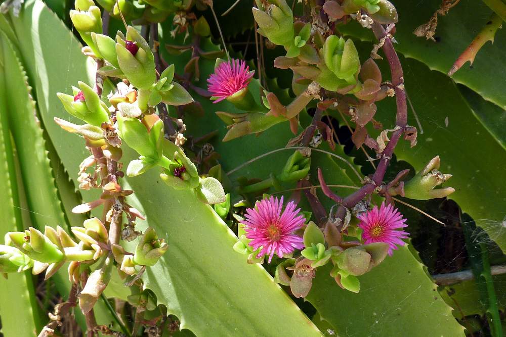 Mesembryanthemum cordifolium / Erba cristallina cordifolia